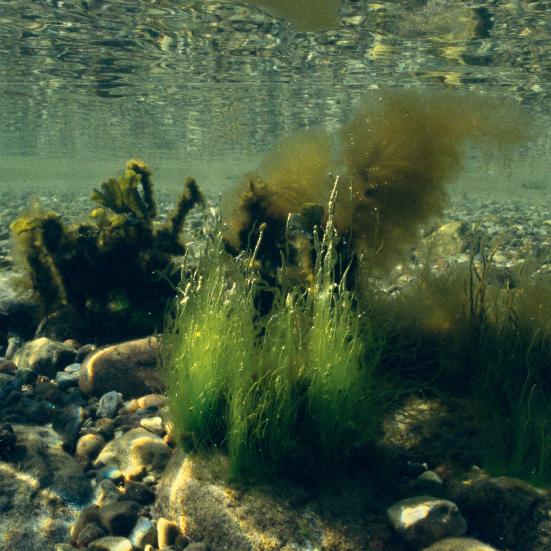 Havplanter under overfladen.