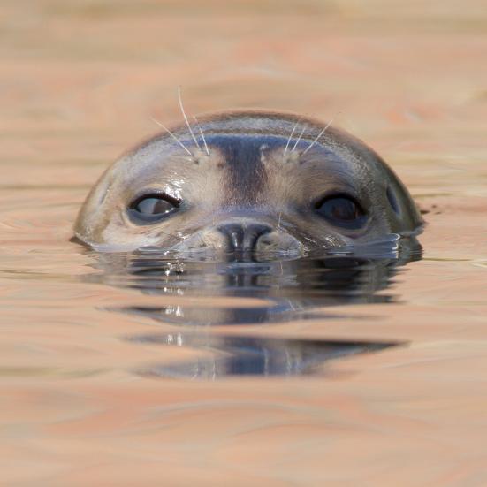 En sæl kigger op over vandoverfladen.