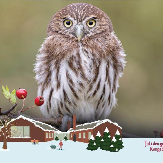 Ugle på gren og en juleillustration af Nyborg Bibliotek med sne samt ordene "Jul i den gamle Kongeby"