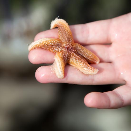 Barnehånd holder søstjerne.