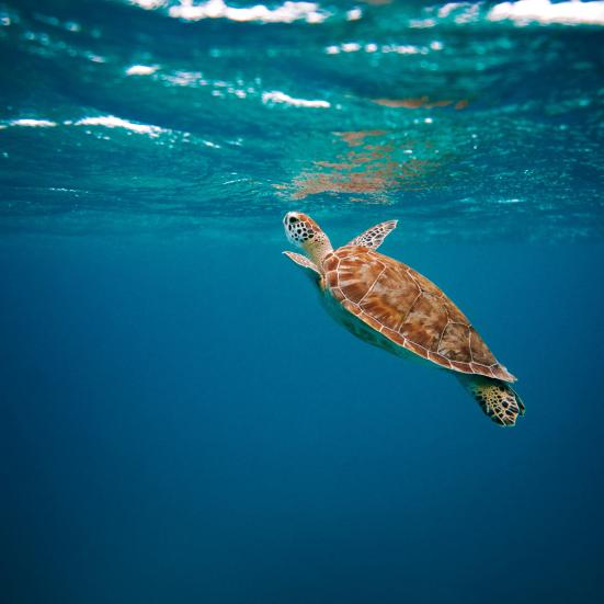 Havskildpadde svømmer lige under havoverfladen.