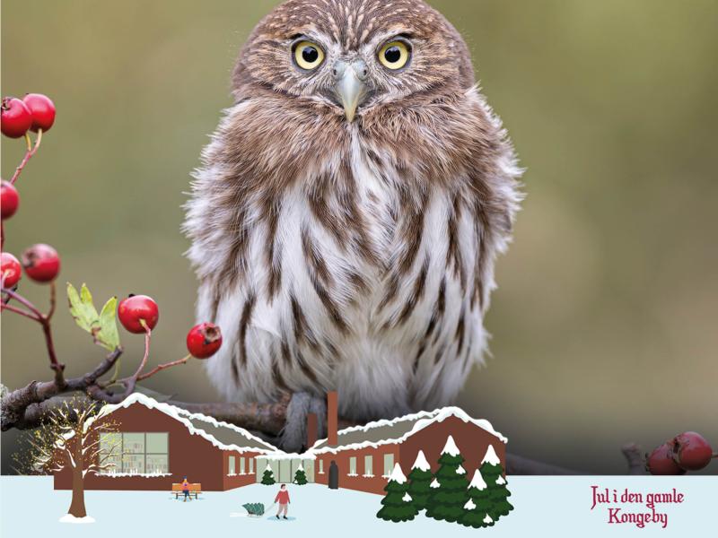 Ugle på gren og en juleillustration af Nyborg Bibliotek med sne samt ordene "Jul i den gamle Kongeby"