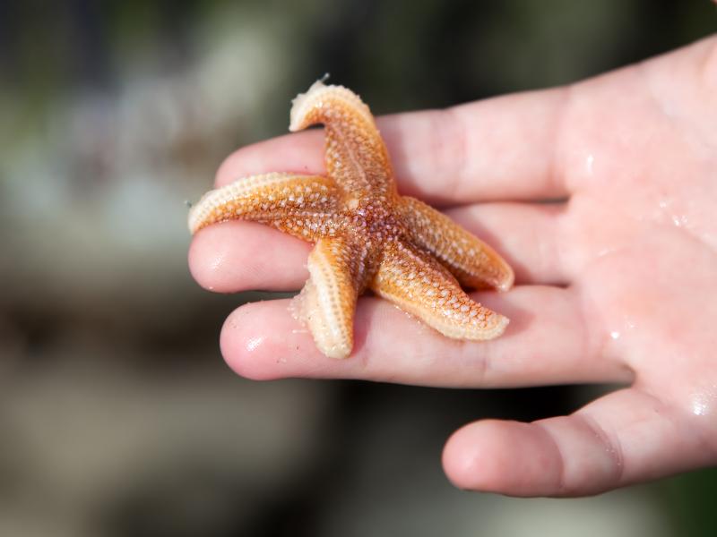 Barnehånd holder søstjerne.