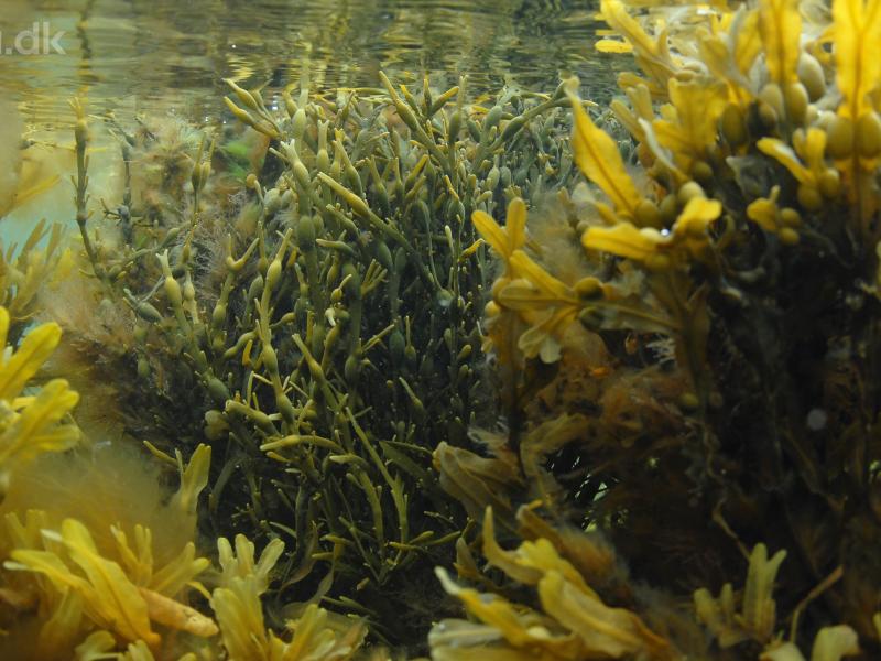 Billede af tang under vandoverfladen. Foto: Peter Bondo Christensen.