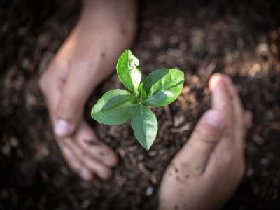 To hænder holder om en grøn spire.