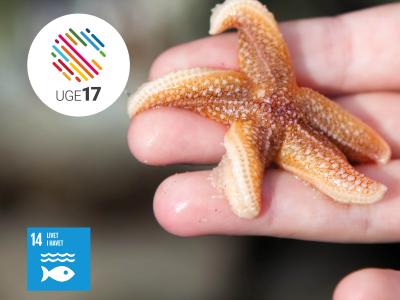 Barnehånd holder søstjerne. Logo UGE17. Verdensmål 14.