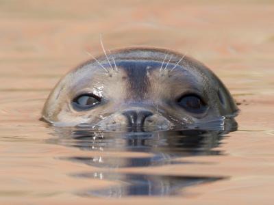 En sæl kigger op over vandoverfladen.
