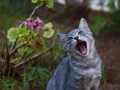 Kat sidder med åben mund i have.