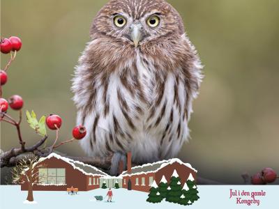 Ugle på gren og en juleillustration af Nyborg Bibliotek med sne samt ordene "Jul i den gamle Kongeby"