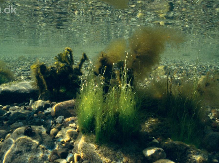 Havplanter under overfladen.