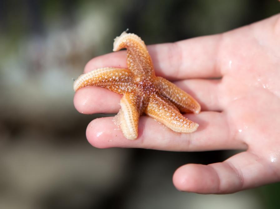 Barnehånd holder søstjerne.